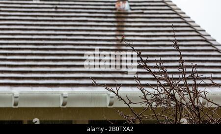 Ronzio Bird in the Rain Foto Stock