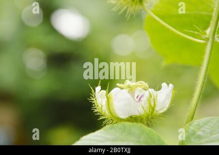 scarlatto frutta passionflower o passiflora foetida erbe tropicali fiorire in giardino cortile Foto Stock