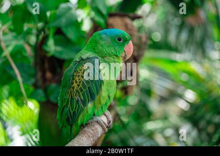 Il blue-naped parrot o Tanygnathus lucionensis, anche il blu-incoronato pappagallo verde, Luzon Parrot, il filippino pappagallo verde o come picoy seduto su Foto Stock