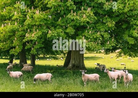 Una mandria di pecore sotto l'albero che si mantiene fresco mentre pascolano nel prato. Foto Stock