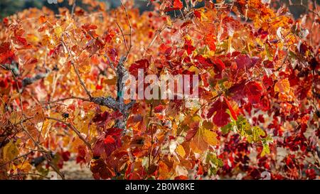 Foglie di vite in autunno, colori caldi di rosso e rustici bagnati dalla luce del sole. Foto Stock