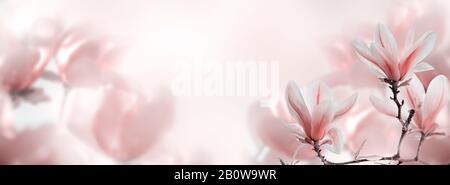 Closeup di fioritura magnolia albero in primavera su sfondo bokeh pastello. Macro fiore rosa petalo in giardino. Delicato floreale nuziali design. Foto Stock