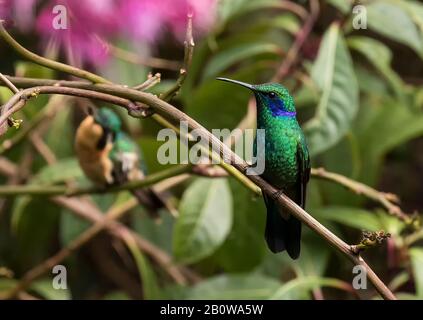 Violetear minore Foto Stock