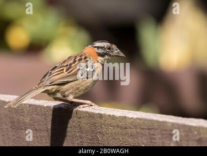 Rufous Passero a collare Foto Stock