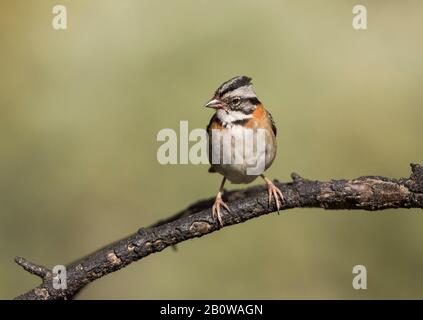 Rufous Passero a collare Foto Stock