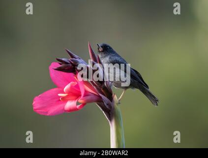 Slaty Flowerpiercer Foto Stock