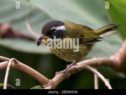 Tanager Bush con tappo sooty Foto Stock