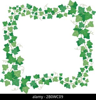 Vite ivy verde foglie cornice. Climbing vegetazione bordo rettangolare. Immagine vettoriale isolata in foglie con superriduttore floreale Illustrazione Vettoriale