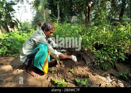 Sri Lanka, provincia di Uva, Dombagahawela, Madara, contadino che raccoglie zenzero Foto Stock