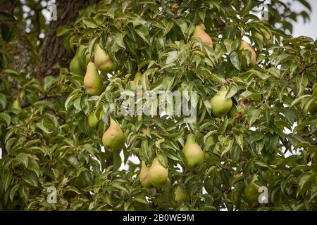 Pera europea con frutta (Pyrus communis) Foto Stock