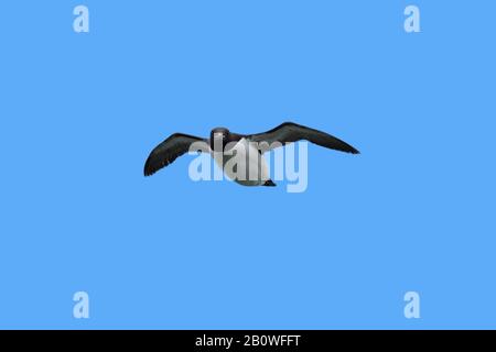 Murre / guillemot di Brünnich (Uria lomvia) in volo contro il cielo blu, Svalbard / Spitsbergen, Norvegia Foto Stock