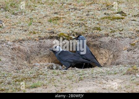 Western jackdaws / European jackdaw (Corvus monidula / Coloeus monidula) coppia di fronte al nido in burrow coniglio / warren in primavera Foto Stock