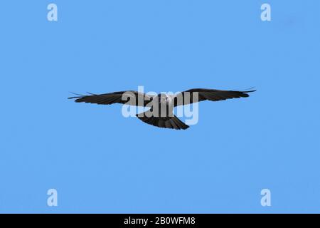 Western jackdaw / European jackdaw (Corvus monidula / Coloeus monidula) in volo contro il cielo blu Foto Stock