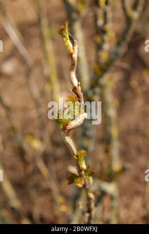 Ramo di ribes con germogli di foglie in primavera sul fondo naturale marrone Foto Stock