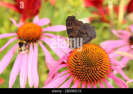 Farfalla su un fiore Echinacea purpurea Foto Stock