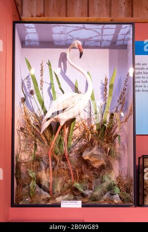 La Galleria Di Storia Naturale Al Museo Educativo Haslemere, Surrey, Regno Unito. Visualizza la custodia contenente un fenicottero. Foto Stock