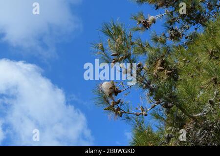 Processiva di pino (Thaumetopoea pityocampa) nidificano sul ramo contro il cielo blu Foto Stock