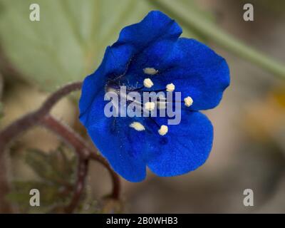 Il fiore blu profondo del deserto Blue Bells fiori selvatici nativo in Arizona. Foto Stock