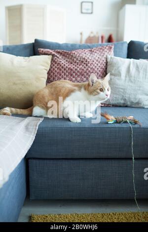 Bellissimo gatto domestico seduto sul divano e giocare con il giocattolo nel soggiorno Foto Stock