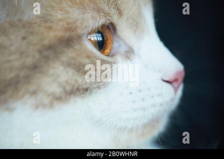 Primo piano di gatto domestico con bei occhi marroni che guardano via Foto Stock