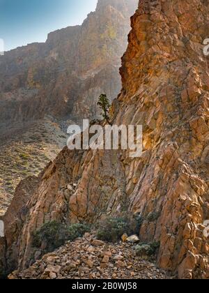 Monte Teide Parco Nazionale delle formazioni rocciose e lone pino Tenerife nelle Isole Canarie, Spagna Foto Stock