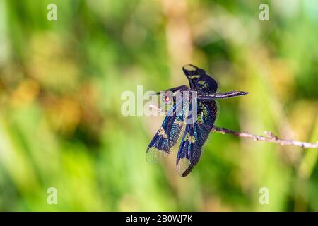 Maschio fenestrina rhyothemis (noto anche come la Black-winged flutterer, Golden flutterer, o lucernario flutterer) dragonfly appollaiato su un ramoscello, Entebbe, U Foto Stock