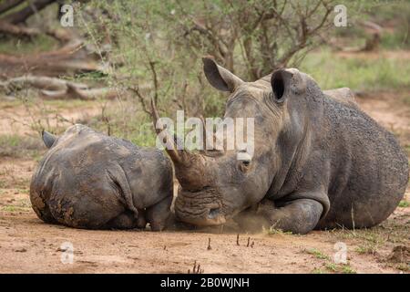 Bianco Rhino in Hlane Nationalpark, Provincia di Lubombo, Eswatini, Africa meridionale Foto Stock