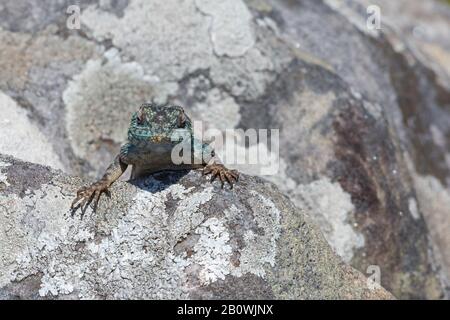 Southern Rock AGAMA nella riserva naturale di Umtamvuna, KwaZulu-Natal, Sudafrica Foto Stock