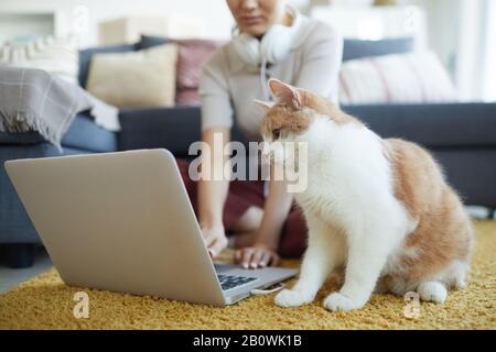 Gatto rosso e bianco seduto sul pavimento vicino al computer portatile mentre il suo proprietario lavora su di esso a casa Foto Stock