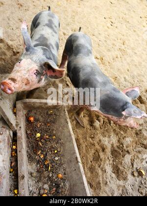 Un paio di maiali sulla loro mangiatoia, riempiti di mele e altri alimenti, all'aperto Foto Stock