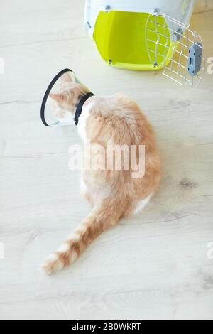 Vista ad alto angolo del gatto domestico nel collare seduto vicino alla sua gabbia è in ambulatorio del veterinario Foto Stock