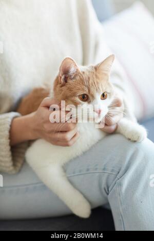 Primo piano di gatto domestico carino seduto sulle ginocchia della donna Foto Stock