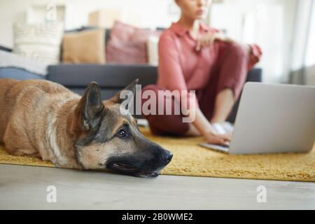 Primo piano di pastore tedesco sdraiato sul pavimento mentre il suo proprietario utilizzando il computer portatile in background nel soggiorno Foto Stock