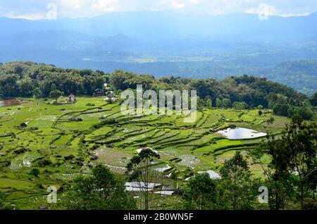 Terrazze Di Riso, Rantepao, Altipiani Toraja, Tana Toraja, Sulawesi, Indonesia, Sud-Est Asiatico Foto Stock