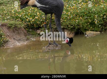 Gru grigia coronata, Baleamica regolorum, presso lo Zoo e il Giardino Botanico di Branféré, Bretagne, Francia Foto Stock