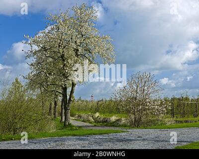 Giardino Frutticolo A Steinkirchen, Altes Land, Landkreis Stade, Bassa Sassonia, Germania, Europa Foto Stock