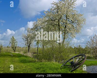 Giardino Frutticolo A Steinkirchen, Altes Land, Landkreis Stade, Bassa Sassonia, Germania, Europa Foto Stock