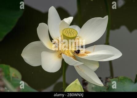 loto indiano o loto sacro, Nelumbo nucifera, in fiore in stagno. Foto Stock