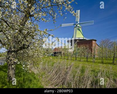 Mulino a vento Venti amica a Twielenfleth-Lühe con fiore di ciliegio, Altes Land, Stade distretto, Bassa Sassonia, Germania, Europa Foto Stock