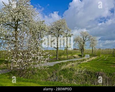 Giardino Frutticolo A Steinkirchen, Altes Land, Landkreis Stade, Bassa Sassonia, Germania, Europa Foto Stock