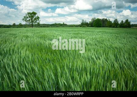 Vento in grano verde, alberi e nuvole bianche sul cielo blu Foto Stock