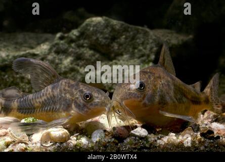 Corydoras paleatus - corydoras maculato - una specie popolare di pesci dell'acquario Foto Stock