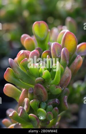 Crassula ovata "Gollum" pianta, primo piano. Foto Stock