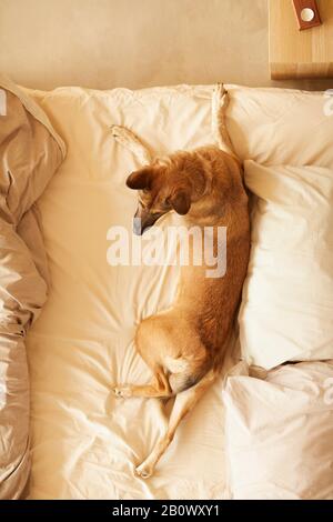 Alto angolo di vista del pastore tedesco sdraiato a letto e riposato in camera da letto Foto Stock