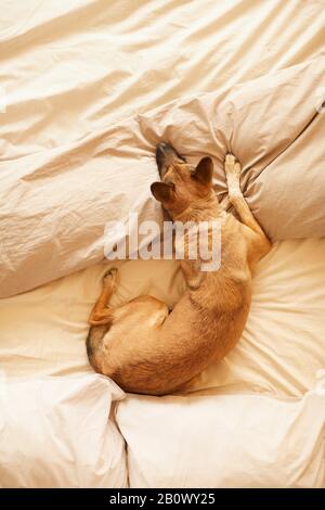 Alto angolo di vista del pastore tedesco sdraiato a letto e dormire in camera da letto Foto Stock