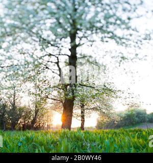 Alberi In Turingia, Germania, Europa Foto Stock