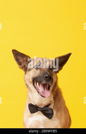 Scollino vestito da pastore tedesco che si posa alla macchina fotografica sullo sfondo giallo Foto Stock