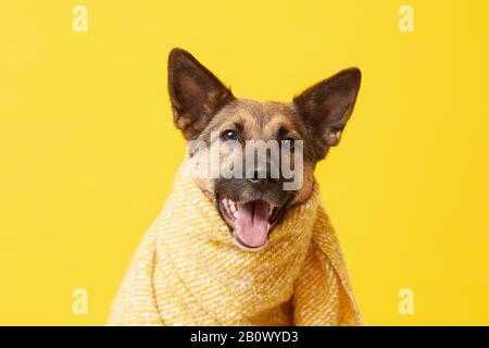 Pastore tedesco coperto di coperta di lana isolato su coperta gialla Foto Stock