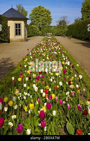 Letto di tulipano in orangeria dal Palazzo Belvedere vicino a Weimar, Turingia, Germania, Foto Stock