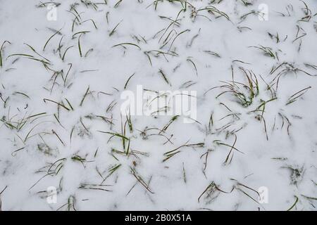 L'erba fuoriesce dalla neve improvvisa Foto Stock